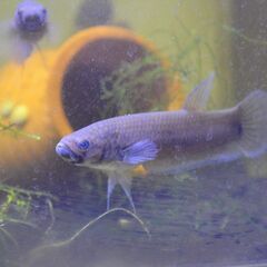 ワイルドベタ　ユニマクラータ種　グラディエーター　