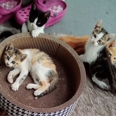 子猫　こねこ　ハチワレ　三毛　シロキジ