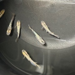 【高級めだか】令和オーロララメ幹之サファイア系　1ペアの画像