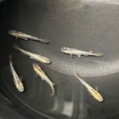 【高級めだか】令和オーロララメ幹之サファイア系　1ペアの画像
