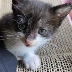 野良仔猫ですが人馴れしてて、とても可愛らしい2匹です！