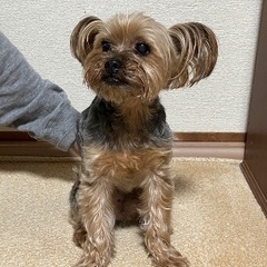 迷い犬、ヨークシャーテリアのオス保護