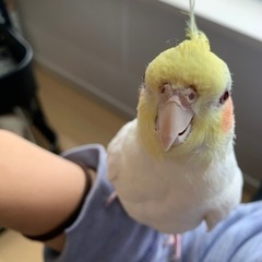 オカメインコ - その他