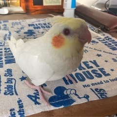 オカメインコ - 横浜市