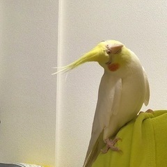 オカメインコ - 里親募集