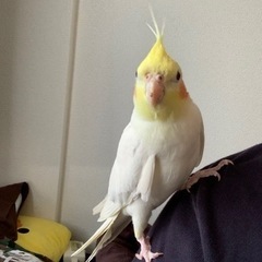 オカメインコ − 神奈川県