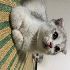 多くの問い合わせをありがとうございました！ミヌエット子猫の兄妹2匹　