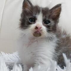グレーのハチワレ