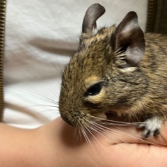デグー