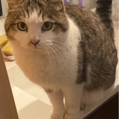 猫を探しています‼️