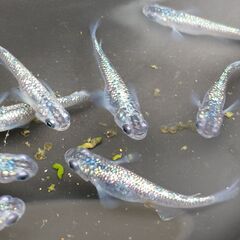 メダカ（サファイア  <強ラメ> ①）《2022年生：若魚》１ペ...