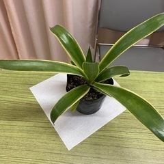 アガベ　ベネズエラの画像