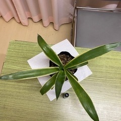 アガベ　ベネズエラの画像