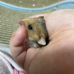 5月26日に生まれたゴールデンハムスターの赤ちゃん