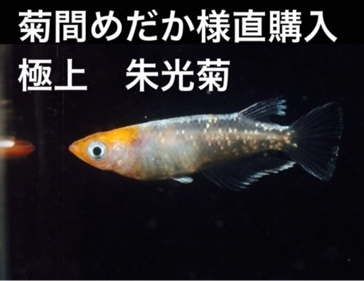①菊間めだか様直購入　極上　朱光菊　卵15個