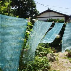 アート＆カフェで、藍の生葉染め体験【ランチ付きワークショップ】残...
