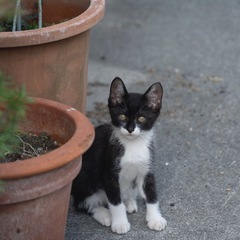 生後３ヶ月の子猫ちゃんたち