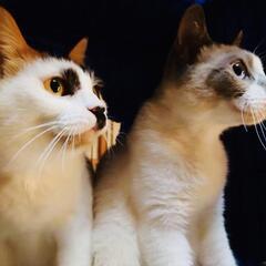 美しい母猫三毛5才クレオパトラもビックリシャムミックス娘1才２匹一緒でのお迎えのお願いです。 − 神奈川県