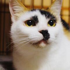 美しい母猫三毛5才クレオパトラもビックリシャムミックス娘1才２匹一緒でのお迎えのお願いです。 - 鎌倉市