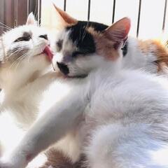 美しい母猫三毛5才クレオパトラもビックリシャムミックス娘1才２匹一緒でのお迎えのお願いです。 - 猫