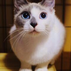 美しい母猫三毛5才クレオパトラもビックリシャムミックス娘1才２匹...