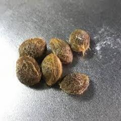 南高梅種　６個