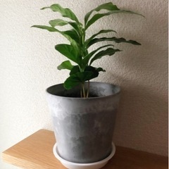 観葉植物　コーヒーの木①　27cm　おしゃれな4号の鉢と受け皿付き