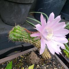 サボテン🌵花盛丸　の画像