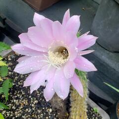 サボテン🌵花盛丸　の画像