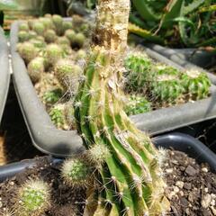 サボテン🌵花盛丸　の画像