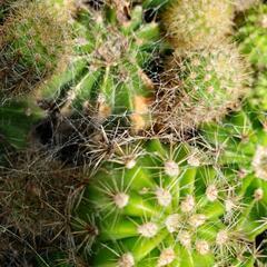 サボテン🌵花盛丸　の画像