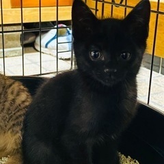 里親様決定！生後1.5〜2ヶ月の可愛い 黒猫ちゃん（飼い主不在確認済）