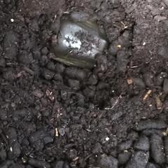 カブトムシのオスメス一匹ずつとケースセットの画像