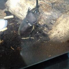 カブトムシのオスメス一匹ずつとケースセットの画像