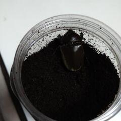 カブトムシのオスメス一匹ずつとケースセットの画像