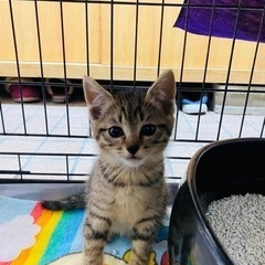 里親様決定！生後1.5〜2ヶ月 キジちゃん男の子（飼い主さん不在...