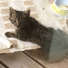 子猫　シマトラ柄