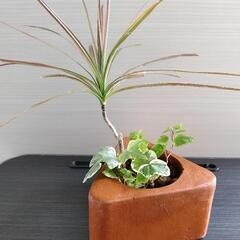 【お話中】観葉植物・コンシンネ＆アイビー・三角陶器鉢付き