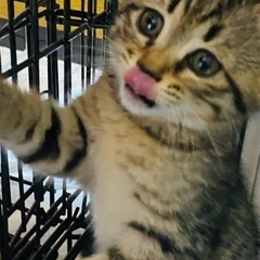 里親様決定キジ柄女の子（飼い主さん不在確認済）