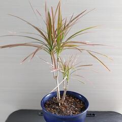 【お話中】・コンシンネ・紺色陶器鉢付き