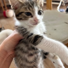 可愛い猫ちゃん♡