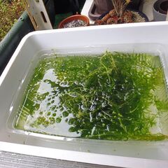 水草　アナカリス １０本以上の画像