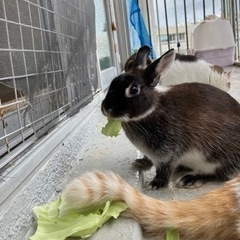 ウサギ飼ってる人とお友達になりたいです。