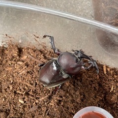 カブトムシの画像