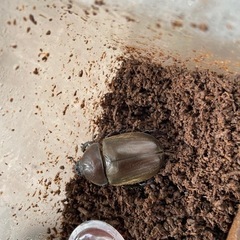 カブトムシの画像