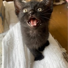 【受付終了】約生後2ヶ月　黒猫オス　甘えん坊　里親さん募集