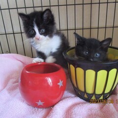 可愛い猫達を幸せに。里親さん募集しています。の画像