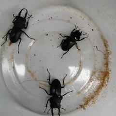 天然　コクワガタ　♂2 ♀1