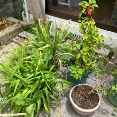 植物