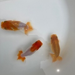 らんちゅう　6センチ〜７センチ　残りわずかの画像